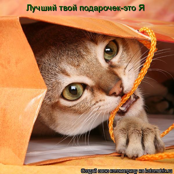Лучший твой подарочек-это Я... Котоматрица: Лучший твой подарочек-это Я