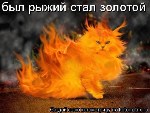 был рыжий стал золотой... Котоматрица: был рыжий стал золотой