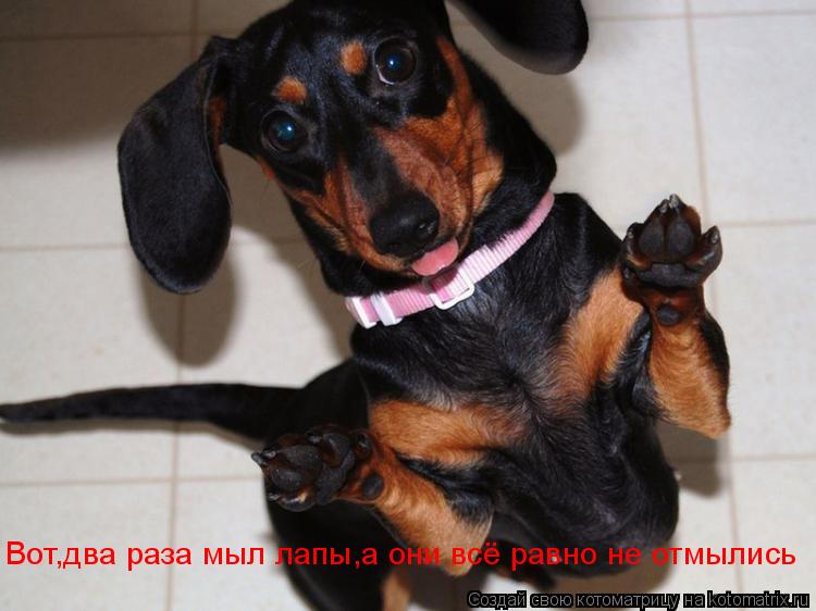 Вот,два раза мыл лапы,а они всё равно не отмылись... Котоматрица: Вот,два раза мыл лапы,а они всё равно не отмылись