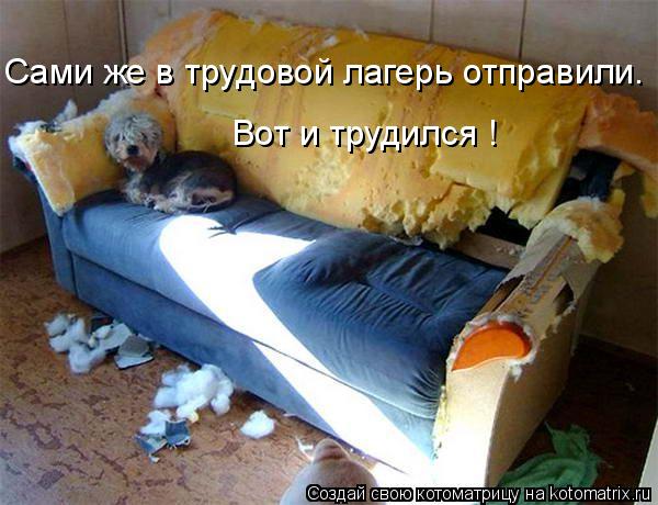Сами же в трудовой лагерь отправили. Вот и трудился !... Котоматрица: Сами же в трудовой лагерь отправили. Вот и трудился !
