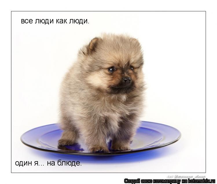 все люди как люди. один я... на блюде.... Котоматрица: все люди как люди. один я... на блюде.