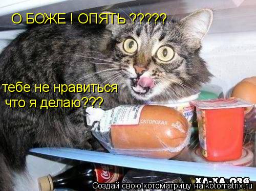 О БОЖЕ ! ОПЯТЬ ????? тебе не нравиться что я делаю???... Котоматрица: О БОЖЕ ! ОПЯТЬ ????? тебе не нравиться что я делаю???