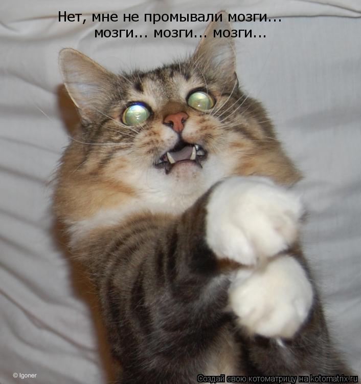 Нет, мне не промывали мозги... мозги... мозги... мозги...... Котоматрица: Нет, мне не промывали мозги... мозги... мозги... мозги...
