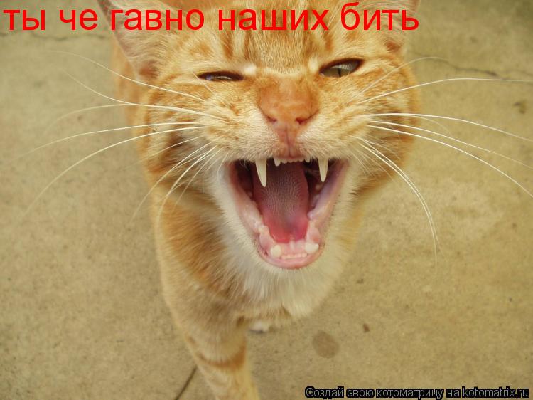 ты че гавно наших бить... Котоматрица: ты че гавно наших бить