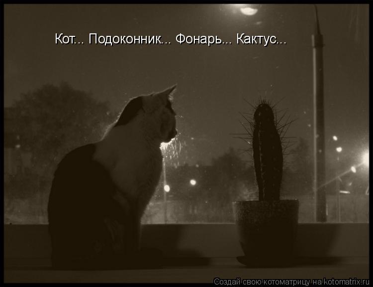 Кот... Подоконник... Фонарь... Кактус...... Котоматрица: Кот... Подоконник... Фонарь... Кактус...