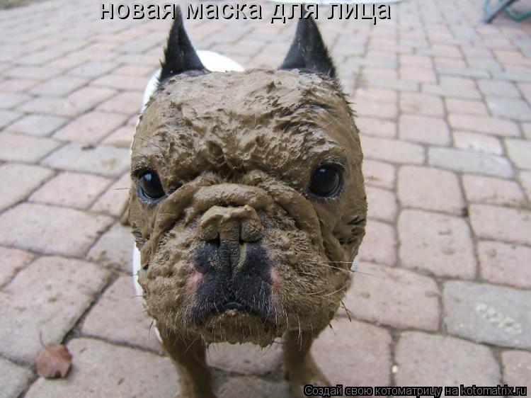 новая маска для лица... Котоматрица: новая маска для лица