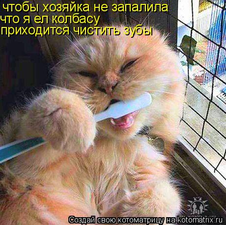 чтобы хозяйка не запалила что я ел колбасу приходится чистить зубы... Котоматрица: чтобы хозяйка не запалила что я ел колбасу приходится чистить зубы