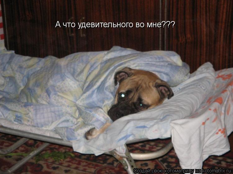 А что удевительного во мне???... Котоматрица: А что удевительного во мне???