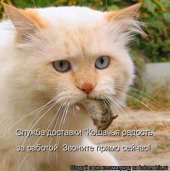 Служба доставки "Кошачья радость" за работой. Звоните прямо сейчас!... Котоматрица: Служба доставки "Кошачья радость" за работой. Звоните прямо сейчас!