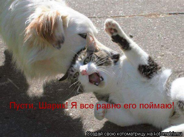 Пусти, Шарик! Я все равно его поймаю!... Котоматрица: Пусти, Шарик! Я все равно его поймаю!