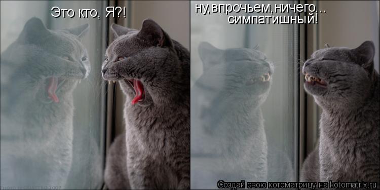 Это кто, Я?! ну,впрочьем,ничего... симпатишный!... Котоматрица: Это кто, Я?! ну,впрочьем,ничего... симпатишный!