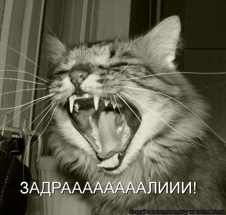 ЗАДРААААААААЛИИИ!... Котоматрица: ЗАДРААААААААЛИИИ!