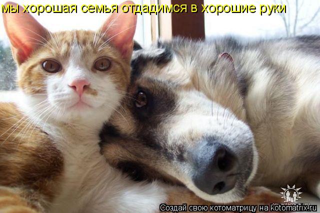мы хорошая семья отдадимся в хорошие руки... Котоматрица: мы хорошая семья отдадимся в хорошие руки
