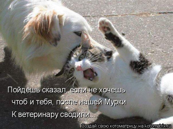 Пойдёшь сказал, если не хочешь чтоб и тебя, после нашей Мурки К ветеринару сводили...... Котоматрица: Пойдёшь сказал, если не хочешь чтоб и тебя, после нашей Мурки К ветеринару сводили...