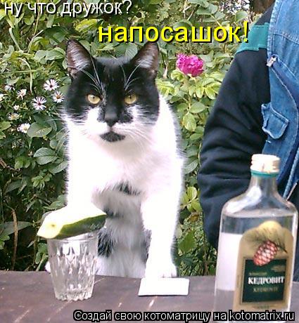 ну что,дружок? напосашок!... Котоматрица: ну что,дружок? напосашок!
