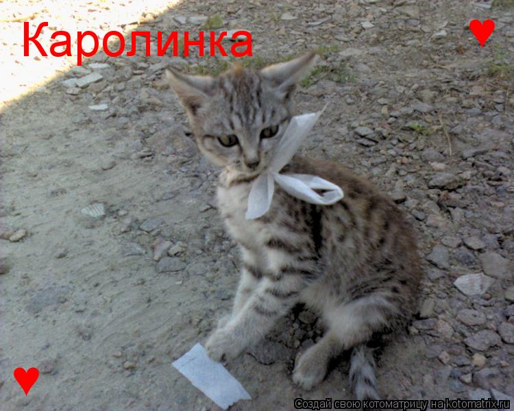 Каролинка ♥ ♥... Котоматрица: Каролинка ♥ ♥