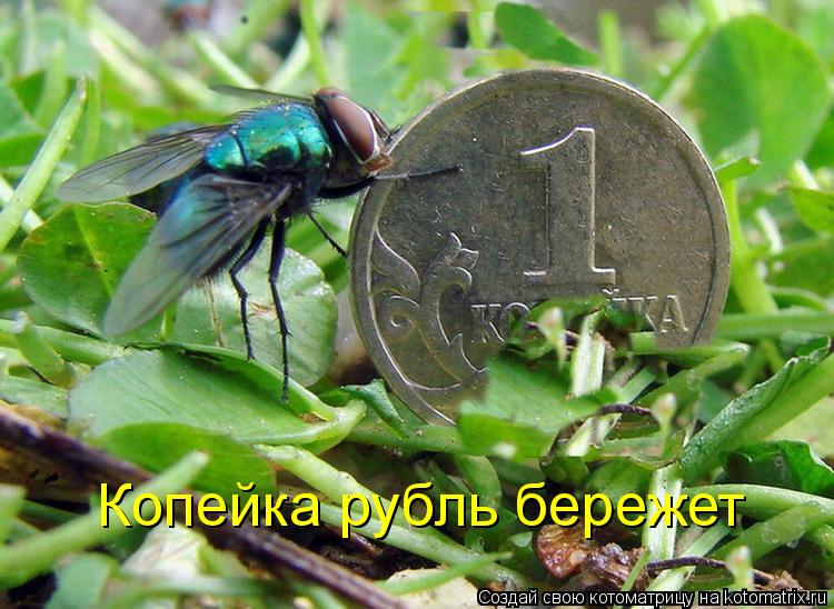 Копейка рубль бережет... Котоматрица: Копейка рубль бережет