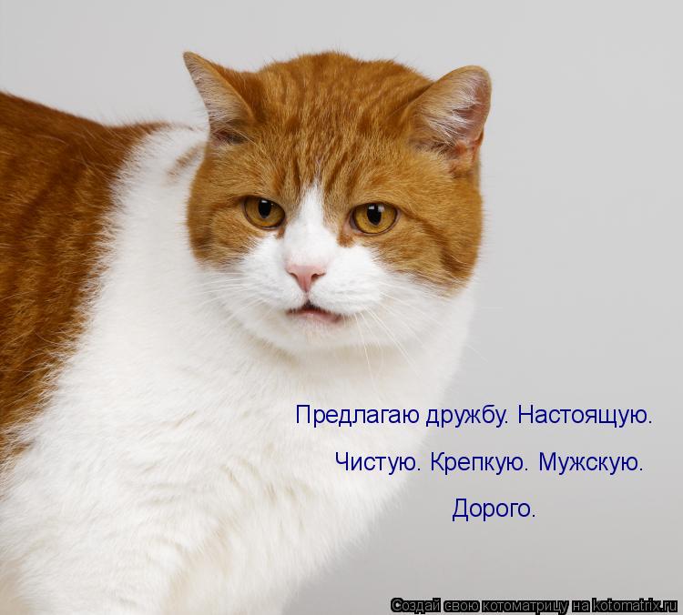 Предлагаю дружбу. Настоящую. Чистую. Крепкую. Мужскую. Дорого.... Котоматрица: Предлагаю дружбу. Настоящую. Чистую. Крепкую. Мужскую. Дорого.