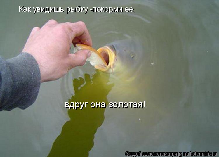 Как увидишь рыбку -покорми ее, вдруг она золотая!... Котоматрица: Как увидишь рыбку -покорми ее, вдруг она золотая!