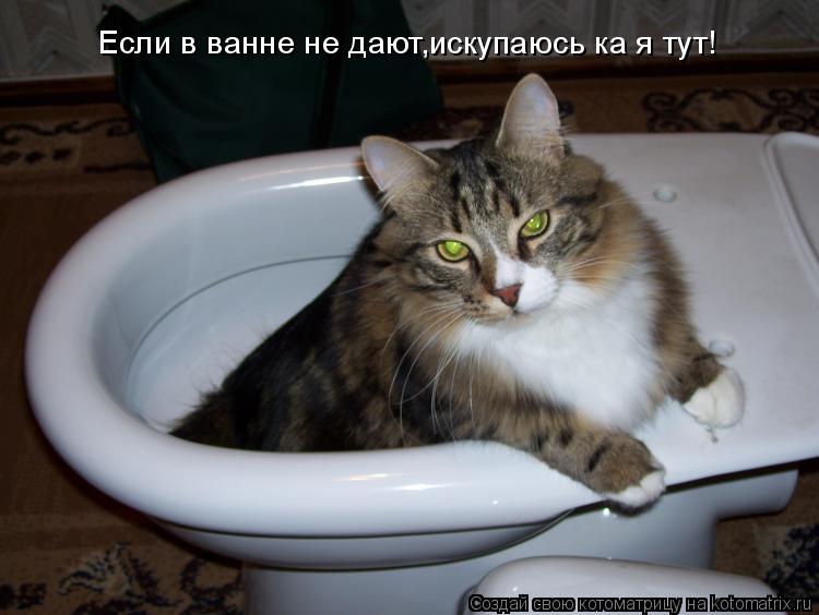 Если в ванне не дают,искупаюсь ка я тут!... Котоматрица: Если в ванне не дают,искупаюсь ка я тут!