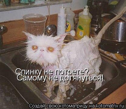 Спинку не потрете? Самому не дотянуться!... Котоматрица: Спинку не потрете? Самому не дотянуться!