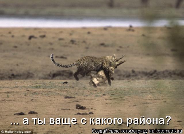 ... а ты ваще с какого района?... Котоматрица: ... а ты ваще с какого района?
