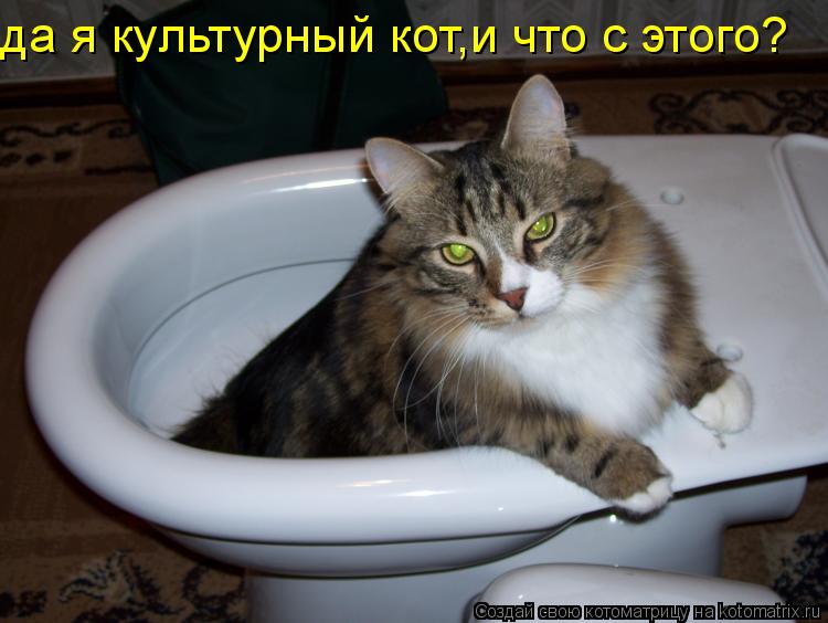 да я культурный кот,и что с этого?... Котоматрица: да я культурный кот,и что с этого?