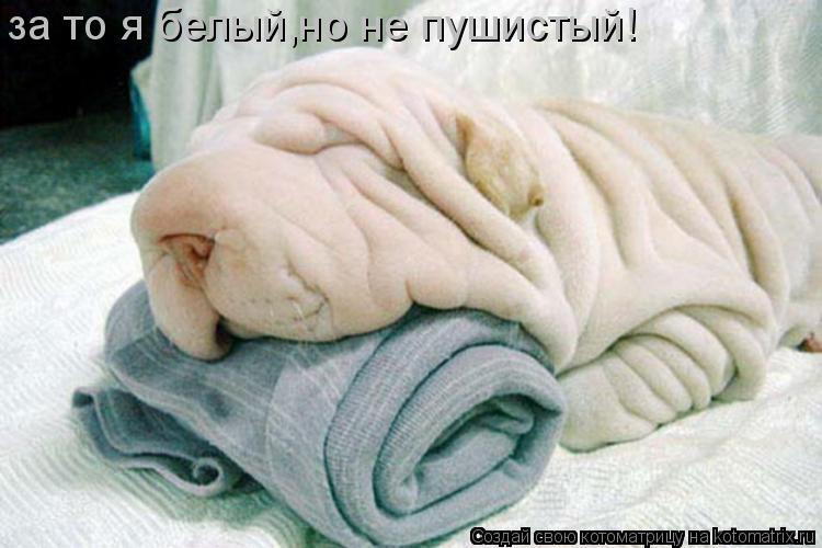 за то я белый,но не пушистый!... Котоматрица: за то я белый,но не пушистый!