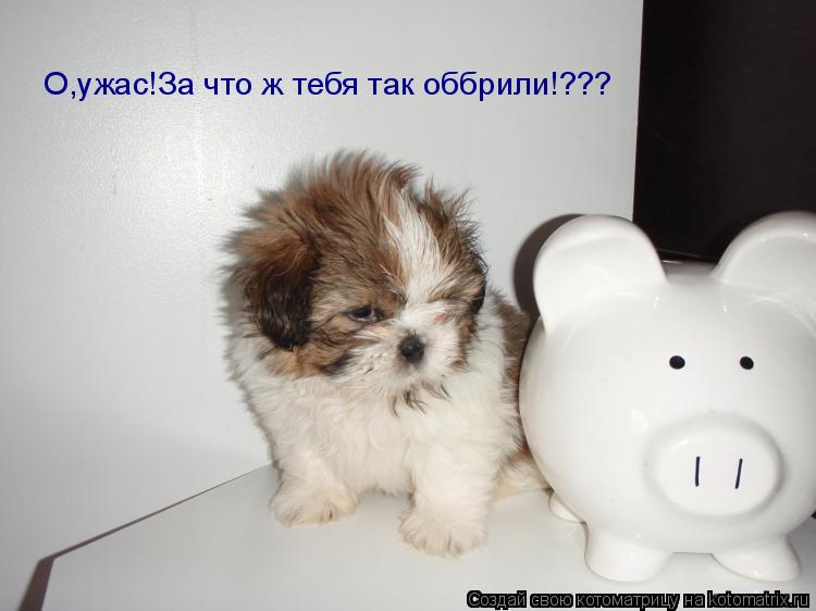 О,ужас!За что ж тебя так оббрили!???... Котоматрица: О,ужас!За что ж тебя так оббрили!???
