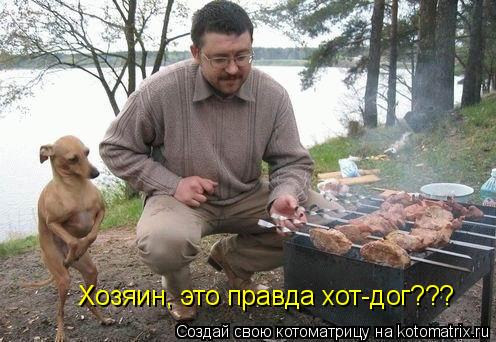 Хозяин, это правда хот-дог???... Котоматрица: Хозяин, это правда хот-дог???