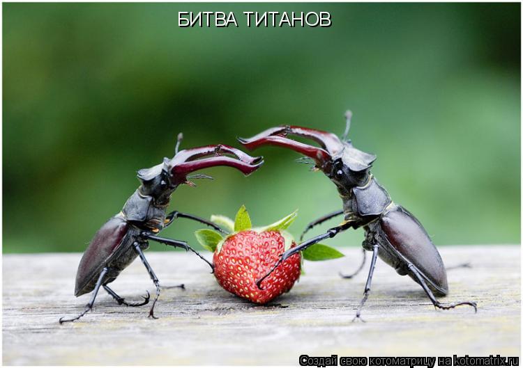 БИТВА ТИТАНОВ... Котоматрица: БИТВА ТИТАНОВ