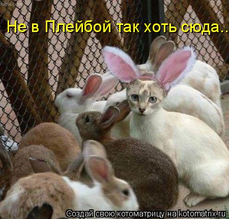 Не в Плейбой так хоть сюда...... Котоматрица: Не в Плейбой так хоть сюда...