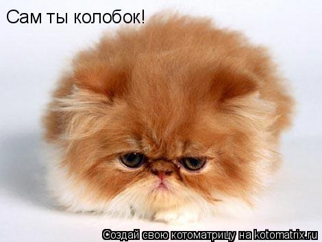 Сам ты колобок!... Котоматрица: Сам ты колобок!