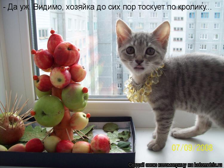 - Да уж. Видимо, хозяйка до сих пор тоскует по кролику...... Котоматрица: - Да уж. Видимо, хозяйка до сих пор тоскует по кролику...