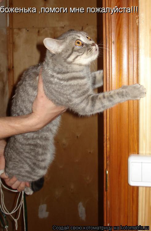 боженька ,помоги мне пожалуйста!!!... Котоматрица: боженька ,помоги мне пожалуйста!!!