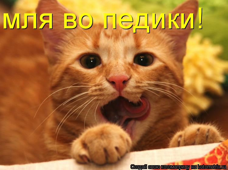 мля во педики!... Котоматрица: мля во педики!