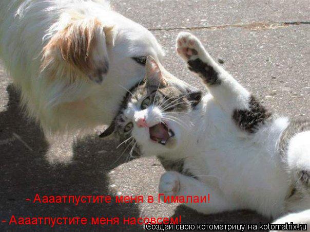 - Аааатпустите меня в Гималаи! - Аааатпустите меня насовсем!... Котоматрица: - Аааатпустите меня в Гималаи! - Аааатпустите меня насовсем!