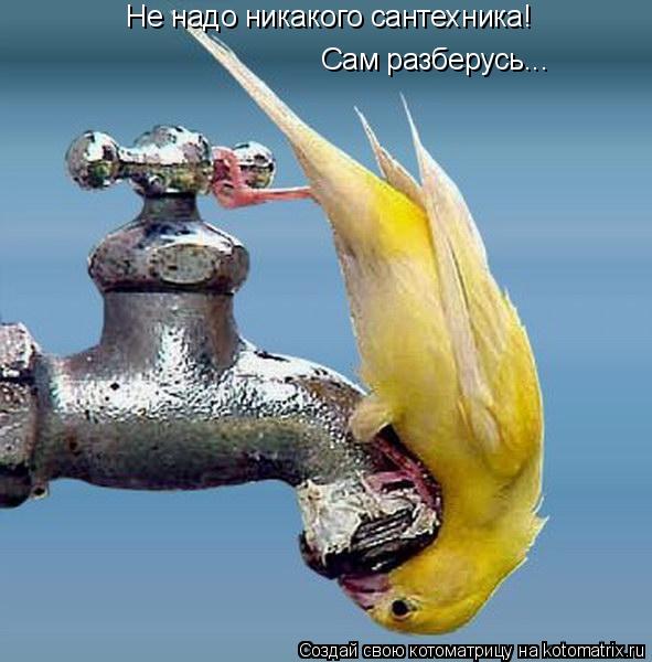 Не надо никакого сантехника! Сам разберусь...... Котоматрица: Не надо никакого сантехника! Сам разберусь...