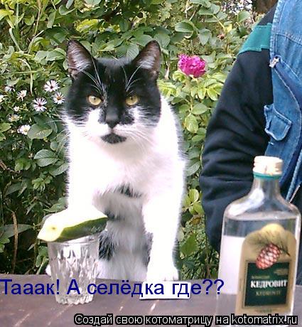 Тааак! А селёдка где??... Котоматрица: Тааак! А селёдка где??