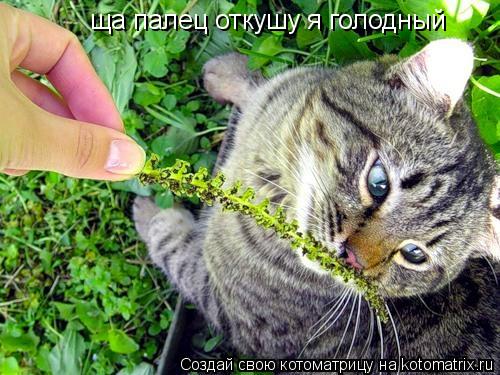 ща палец откушу я голодный... Котоматрица: ща палец откушу я голодный