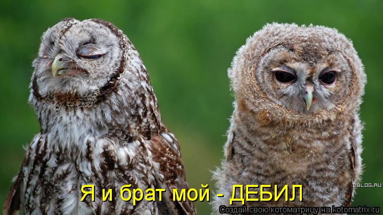 Я и брат мой - ДЕБИЛ... Котоматрица: Я и брат мой - ДЕБИЛ