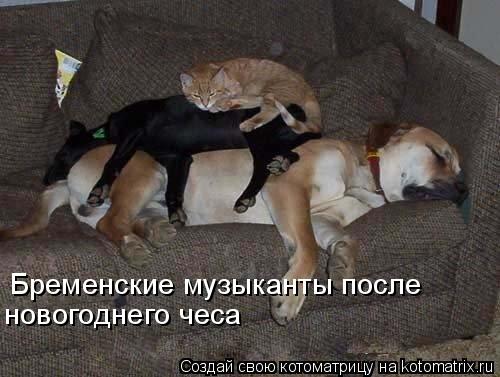 Бременские музыканты после новогоднего чеса... Котоматрица: Бременские музыканты после новогоднего чеса