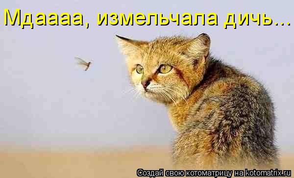 Мдаааа, измельчала дичь...... Котоматрица: Мдаааа, измельчала дичь...