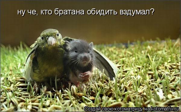 ну че, кто братана обидить вздумал?... Котоматрица: ну че, кто братана обидить вздумал?