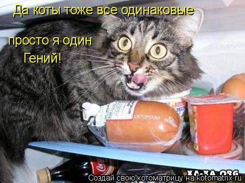 Да коты тоже все одинаковые просто я один Гений!... Котоматрица: Да коты тоже все одинаковые просто я один Гений!