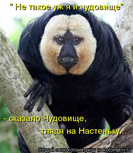 " Не такое уж я и чудовище" - сказало Чудовище, глядя на Настеньку...... Котоматрица: " Не такое уж я и чудовище" - сказало Чудовище, глядя на Настеньку...