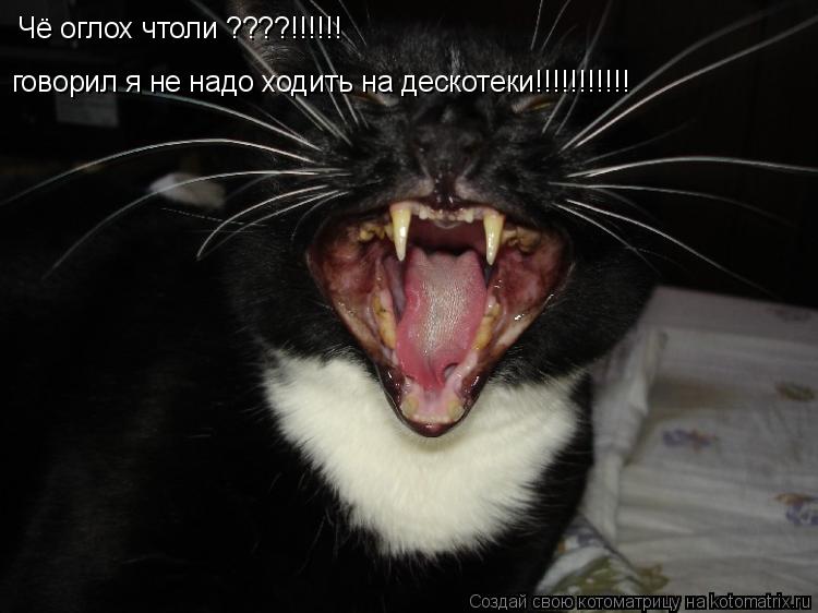 Чё оглох чтоли ????!!!!!! говорил я не надо ходить на дескотеки!!!!!!!!!!!... Котоматрица: Чё оглох чтоли ????!!!!!! говорил я не надо ходить на дескотеки!!!!!!!!!!!