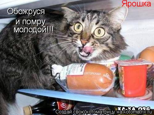 Обожруся и помру молодой!!! Ярошка... Котоматрица: Обожруся и помру молодой!!! Ярошка
