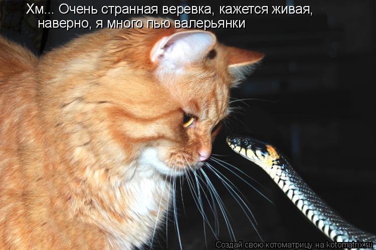 Хм... Очень странная веревка, кажется живая, наверно, я много пью валерьянки... Котоматрица: Хм... Очень странная веревка, кажется живая, наверно, я много пью валерьянки
