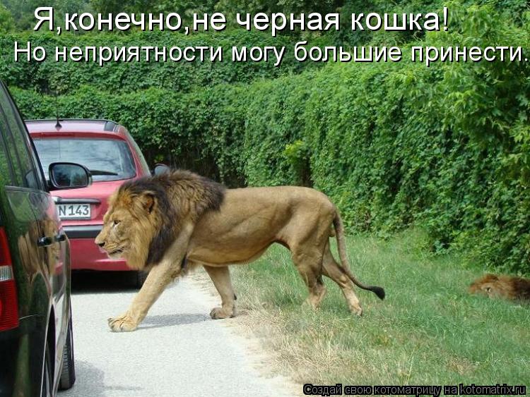 Я,конечно,не черная кошка! Но неприятности могу большие принести.... Котоматрица: Я,конечно,не черная кошка! Но неприятности могу большие принести.